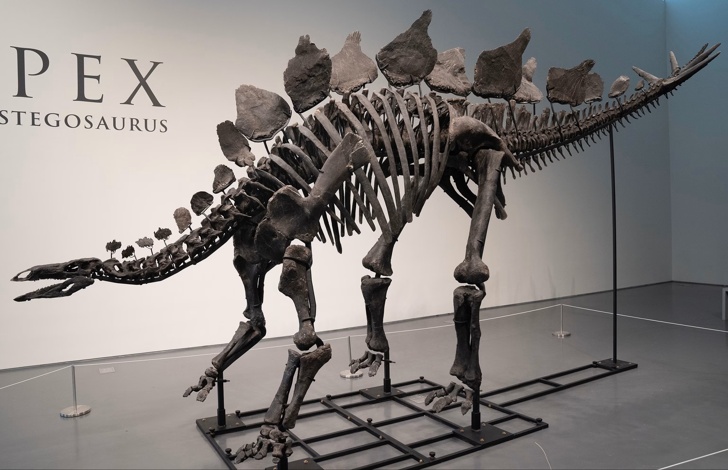 Apex, a Stegosaurus skeleton sold at auction in 2024