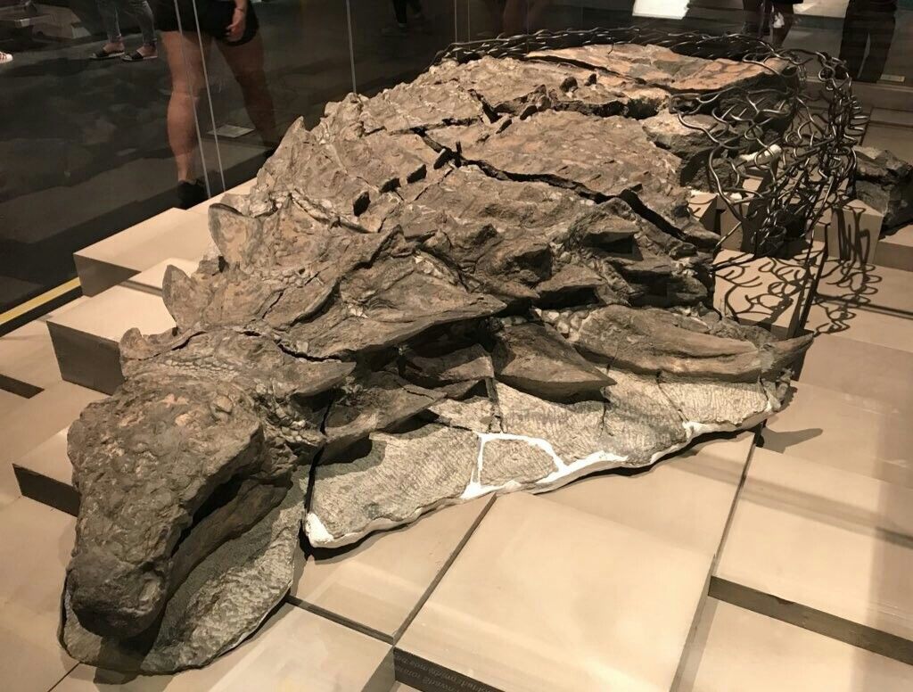 Borealopelta markmitchelli, an exceptionally preserved nodosaur specimen