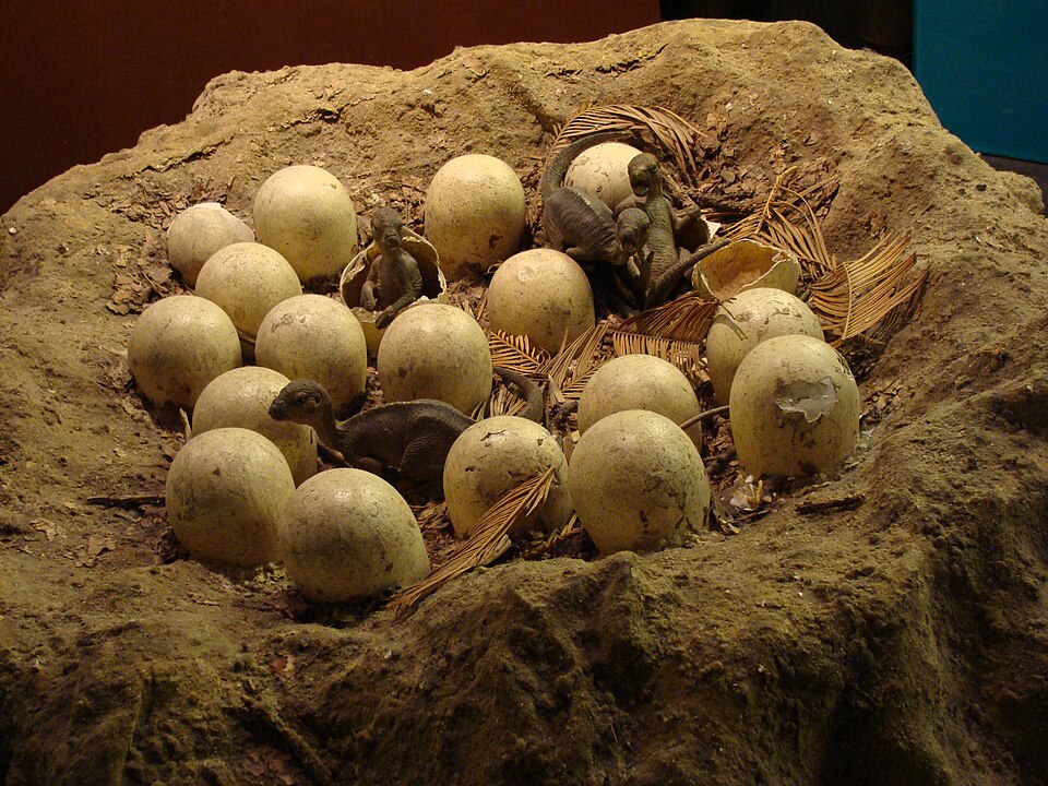 Museum reconstruction of a Maiasaura nest with eggs and hatchlings