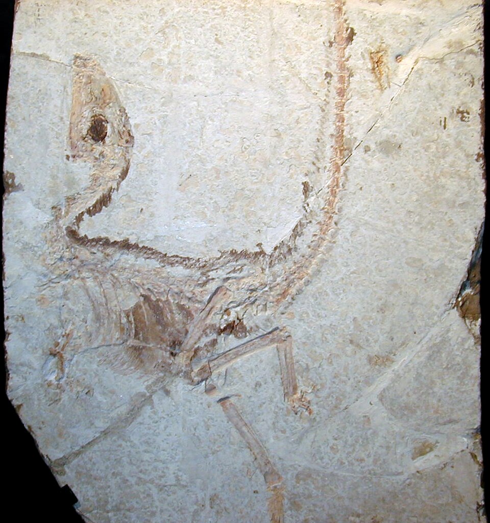 Sinosauropteryx fossil slab showing filament impressions