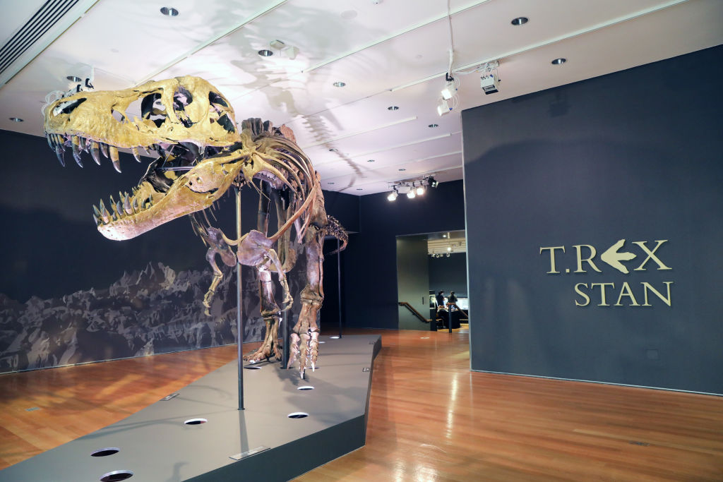 Stan, a Tyrannosaurus rex skeleton sold at auction in 2020