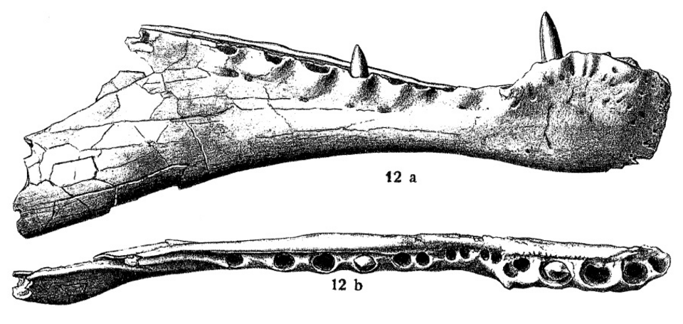 Historical scientific illustration of the Spinosaurus aegyptiacus holotype jaw, published 1915